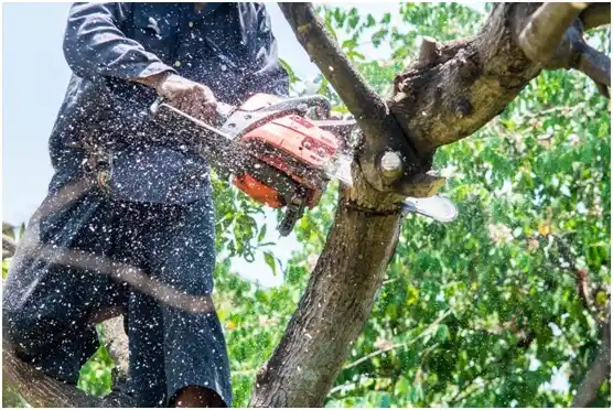 tree services Rio Hondo